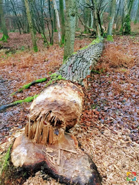 HALLO Online/Magazine HALLO Online.nl