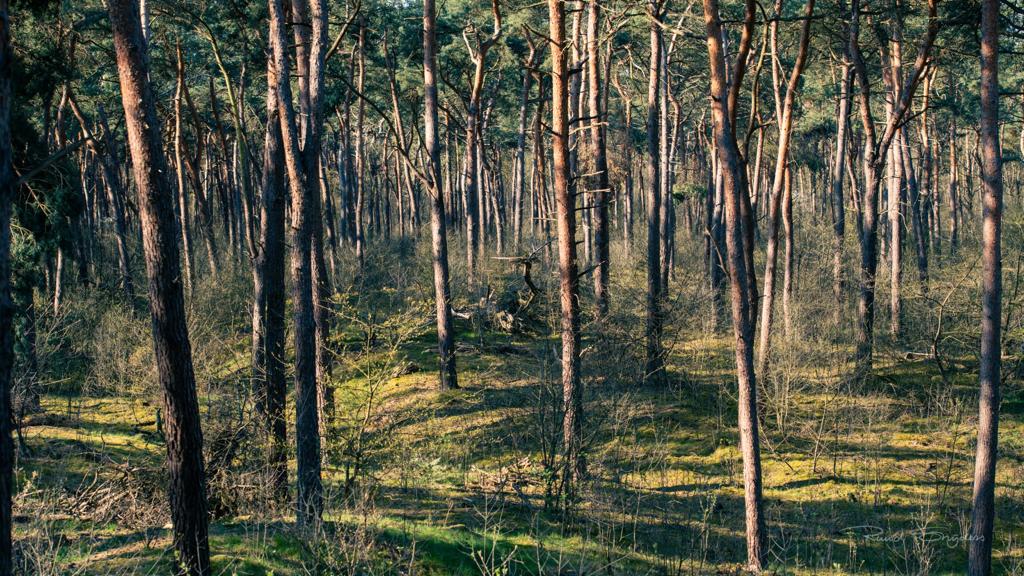 Kan u door het bos de bomen nog zien ? Bijster