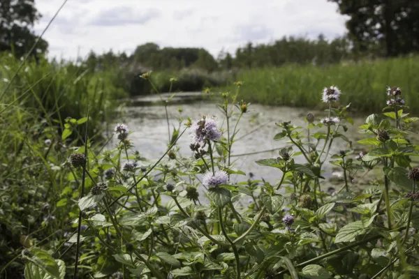Hallo Magazine online / 3 Watermunt nabij Tungelroyse beek Natuurmonumenten-NAMO96278 Hallo Magazine online / 3 Watermunt nabij Tungelroyse beek Natuurmonumenten-NAMO96278