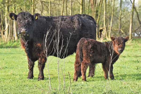 Foto: Thieu Vogels