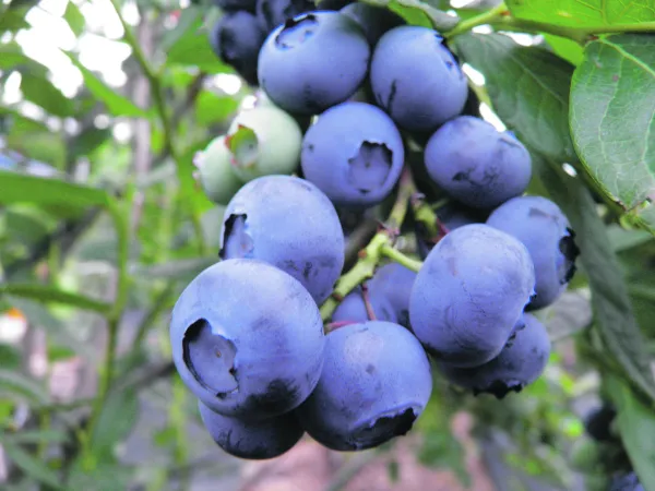 HALLO Magazine HALLO Online.nl HALLO Magazine HALLO Online.nl