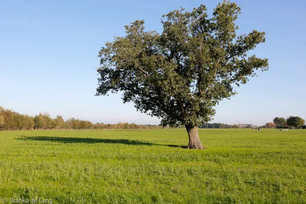 HALLO Online.nl foto: Branco de Lang Fotografie HALLO Online.nl