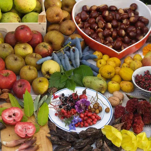 HALLO Magazine Hallo Onlinefoto Ooogst Voedselbos Ketelbroek HALLO Magazine HALLO Online.nl