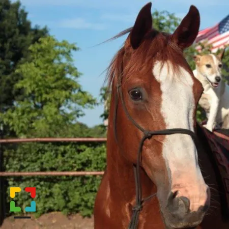 Het Wilde Westen in het zuiden Open dag bij Will's Ranch en Stichting Horse Sense HALLO Online.nl