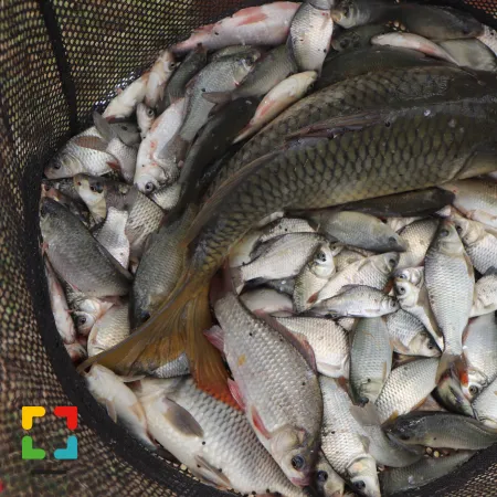 HALLO Online.nl / HALLO Magazine