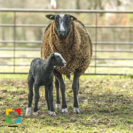 Column Lente op Landgoed ’t Heijk door Gerrit Tacken