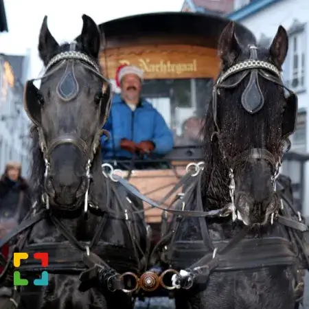 Hallo Magazine online /  Paardentram