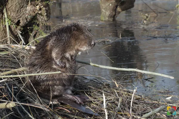 Bever