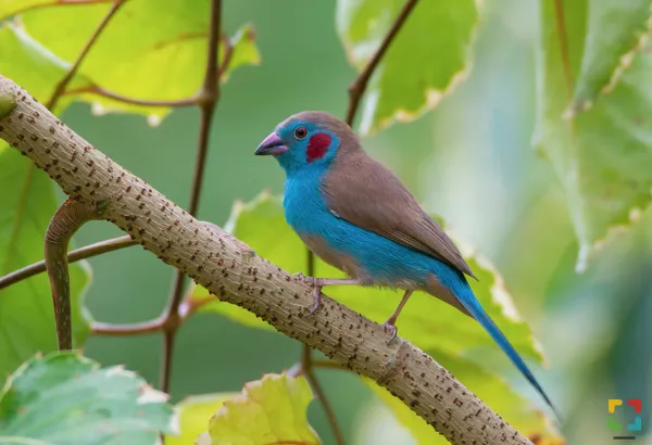 Hallo Magazine Online / Nationale vrije vogelshow