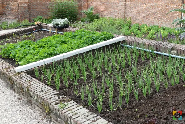 HALLO Online/Magazine HALLO Online.nl