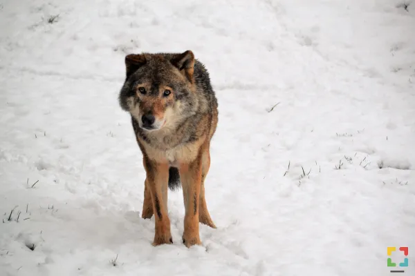 Hallo Online.nl /  Grijze wolf in Sneeuw Gaia Zoo HALLO Online.nl