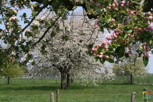 Plantactie in de gemeenten Maasgouw en Leudal