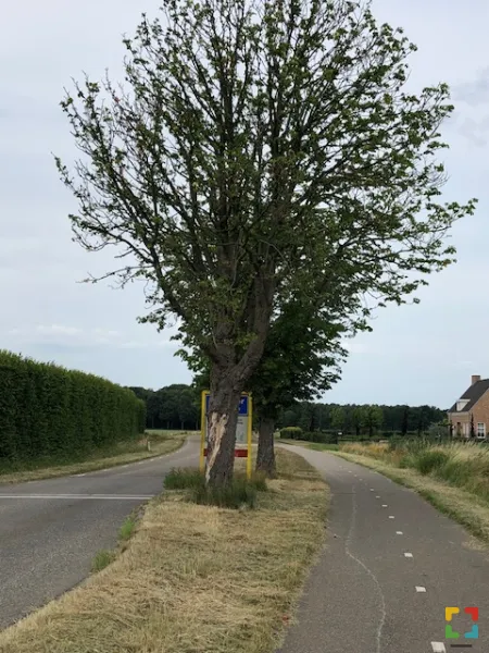Bomenkap in  Neeritter verband met veiligheid HALLO Online.nl