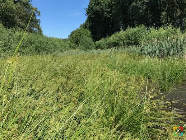 Modertaal Houterven Frits Criens