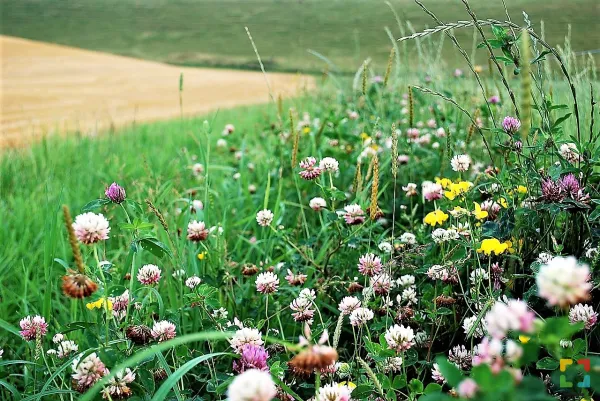 BouWtoer Leudal: excursie biodiversiteit