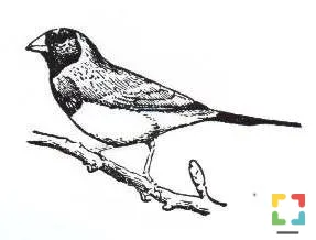 HALLO Online/Magazine HALLO Online.nl