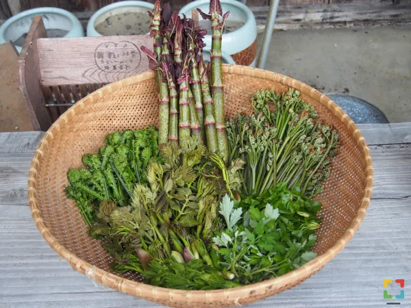 HALLO Online/Magazine / Eten uit de natuur HALLO Online.nl