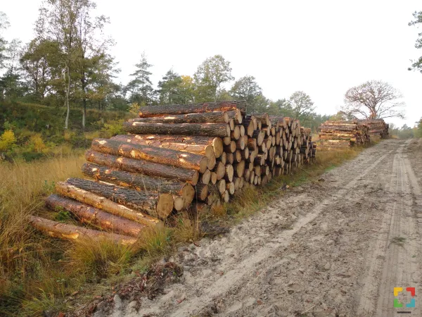HALLO Online/Magazine Staatsbosbeheer vormt in het Leudal 4,5 ha naaldbos om tot loofbos HALLO Online.nl