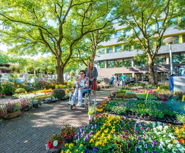 HALLO Online-Hallo MAgazine/Zonnebloem