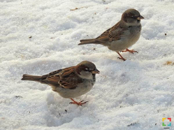 Help de vogels de winter door
