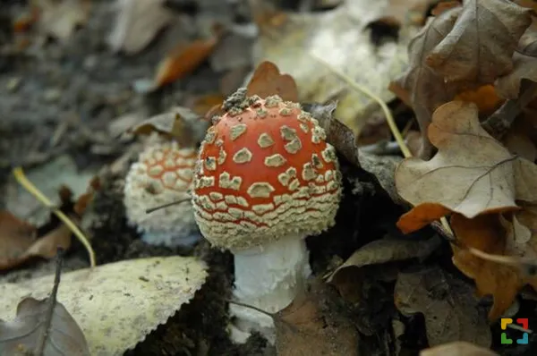 Themawandeling paddenstoelen