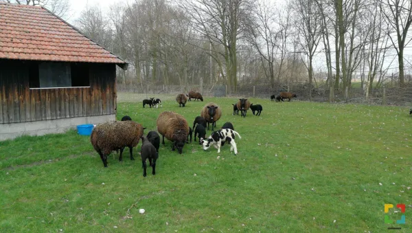 HALLO Online.nl