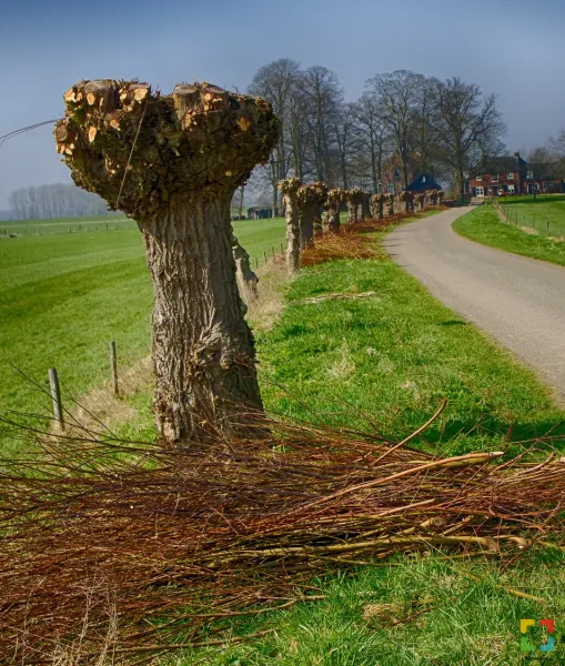 HALLO Online.nl